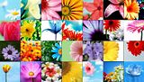 flowers.jpg