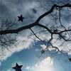 Winter Star Branch